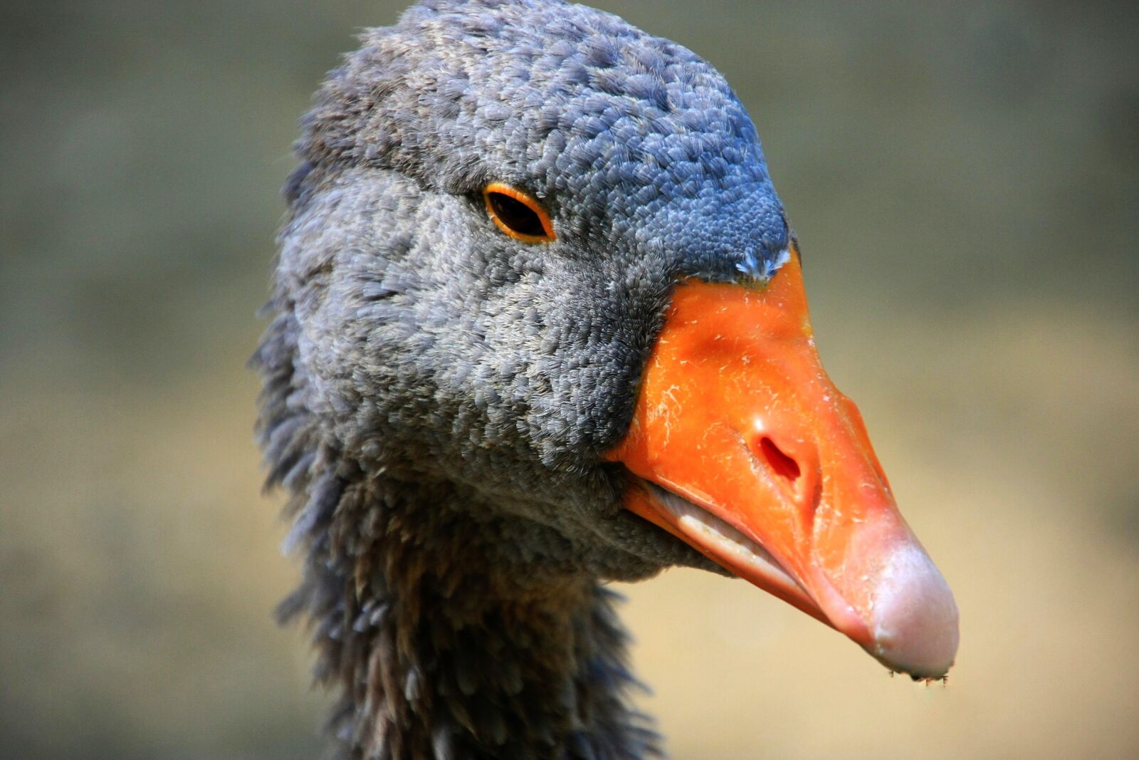 Canon EOS 40D sample photo. Goose, bird, nature photography
