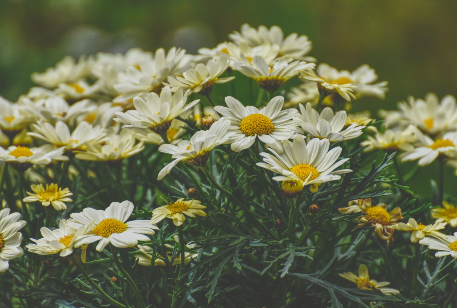 Nikon D7200 sample photo. Daisies, yellow, flower photography