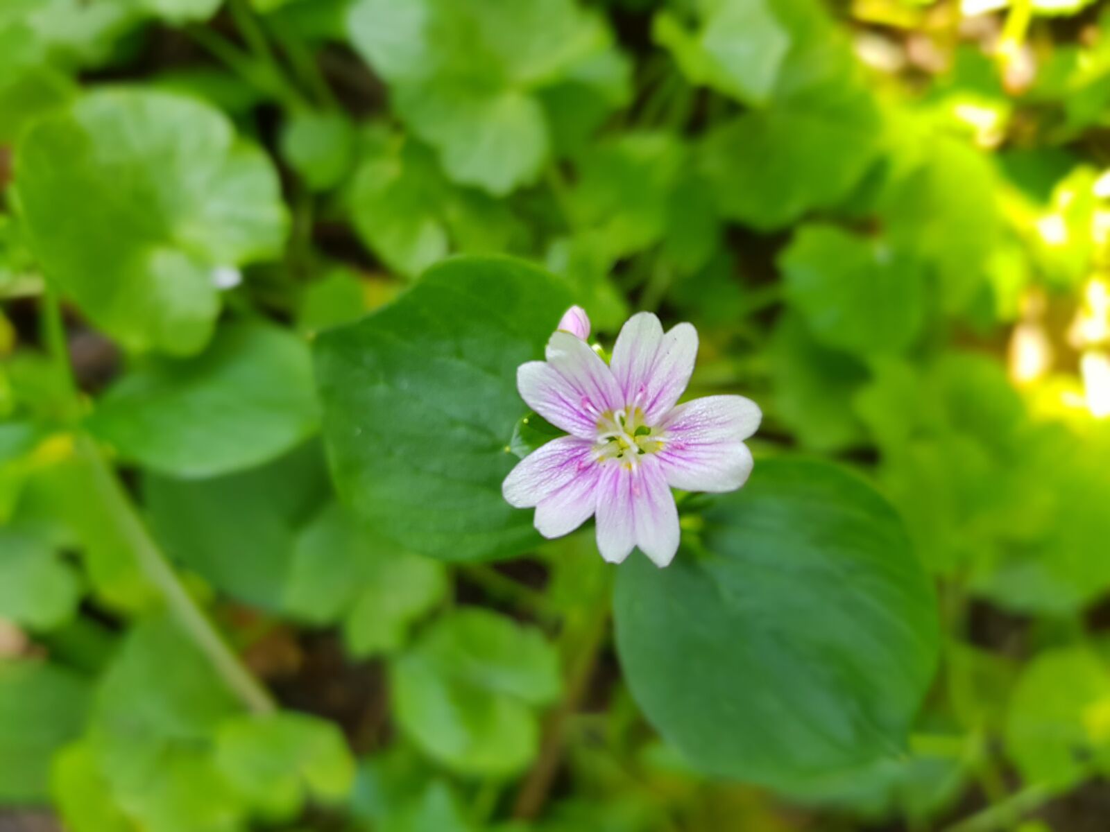 Samsung Galaxy S8 sample photo. Flower, spring, rose photography