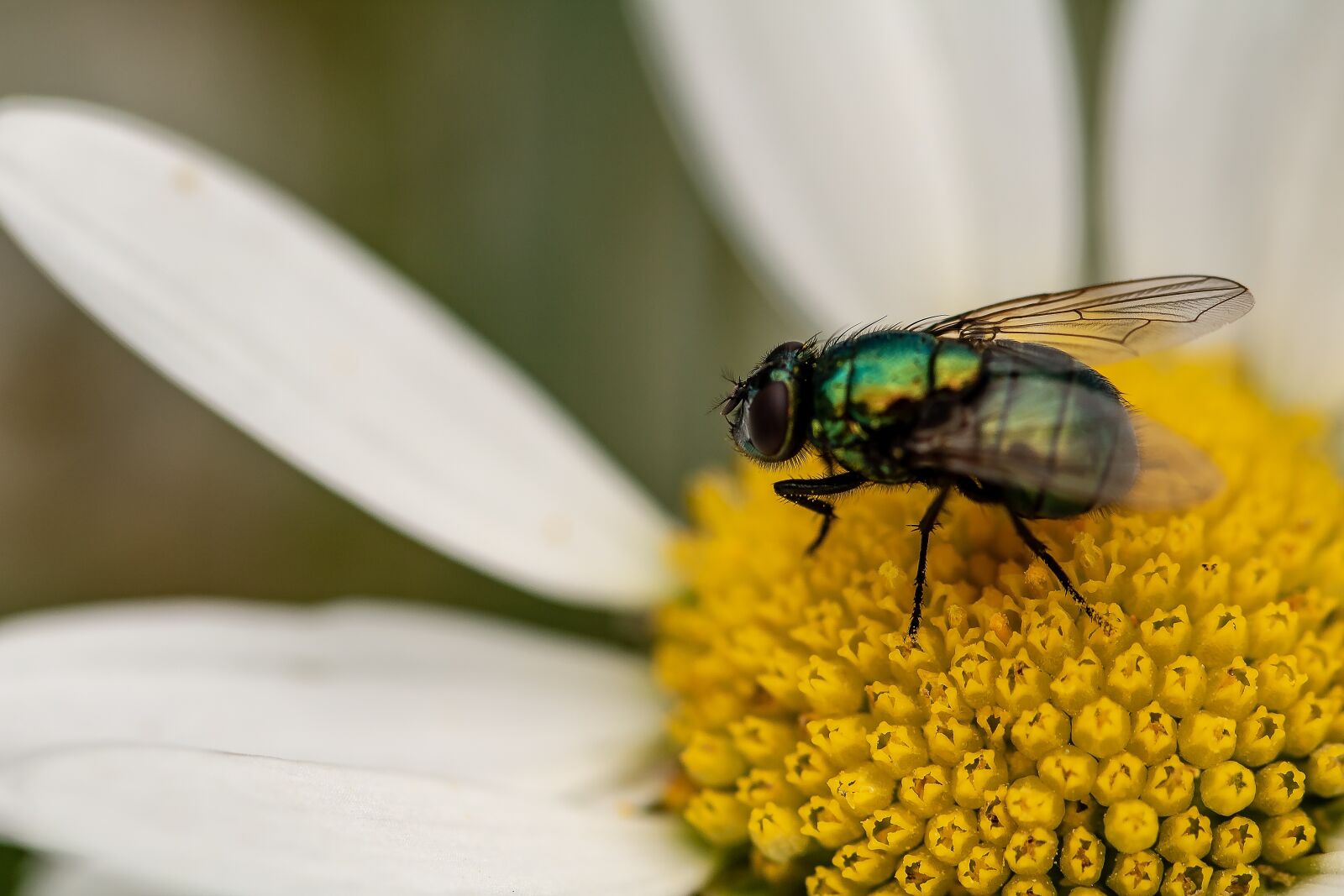 Canon EOS 750D (EOS Rebel T6i / EOS Kiss X8i) sample photo. Goldfliege, lucilia sericata, fly photography