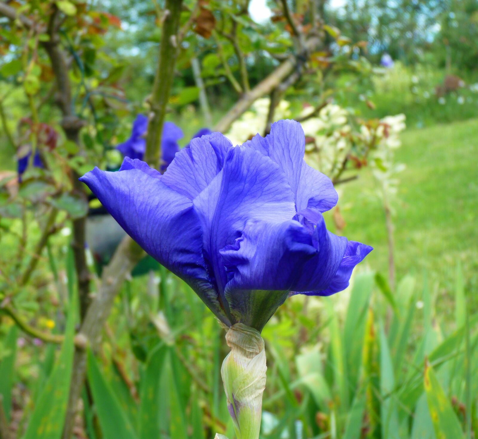 Panasonic Lumix DMC-FZ35 (Lumix DMC-FZ38) sample photo. Flower, iris, purple photography