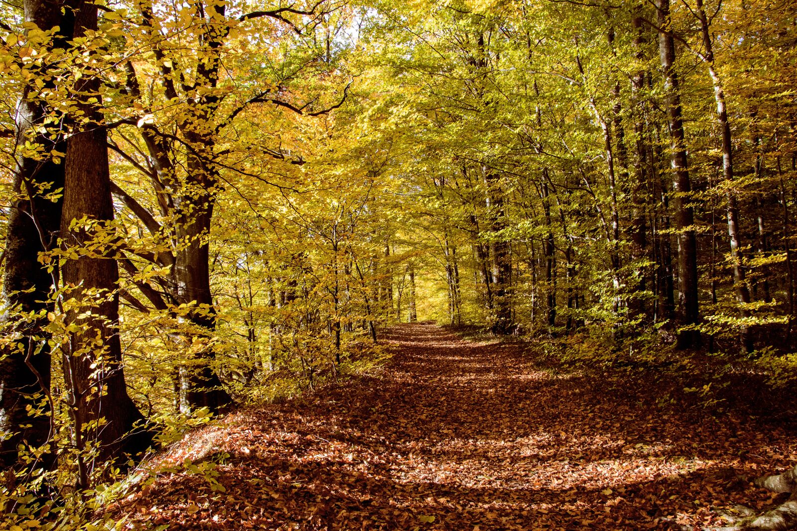 Canon EOS 80D sample photo. Deciduous forest, forest, autumn photography