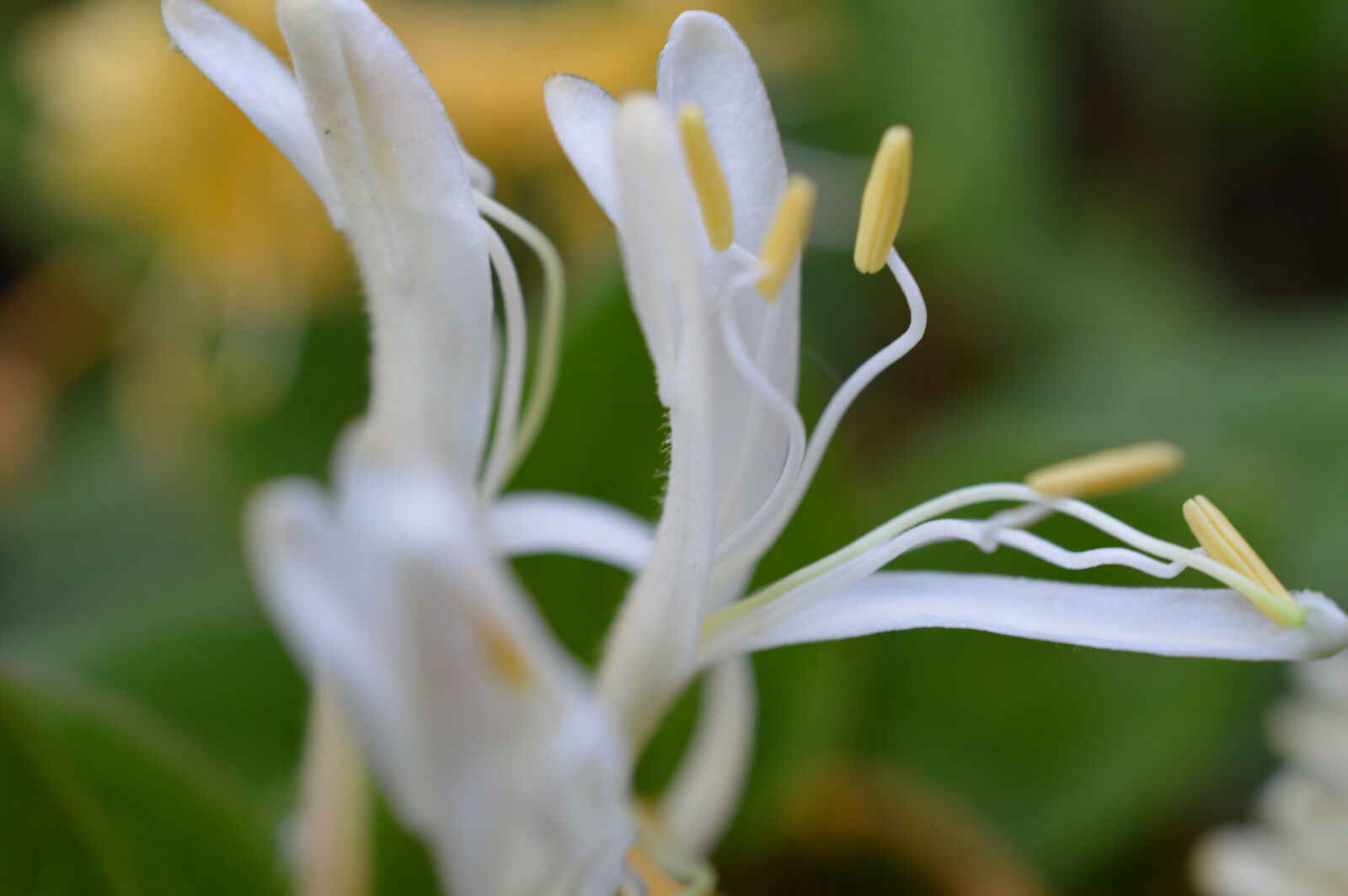 Nikon D3200 sample photo