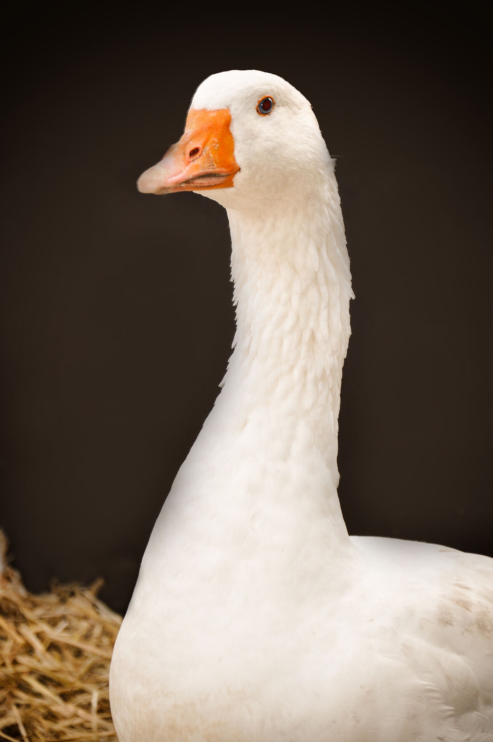Nikon D90 sample photo. Goose, poultry, water bird photography