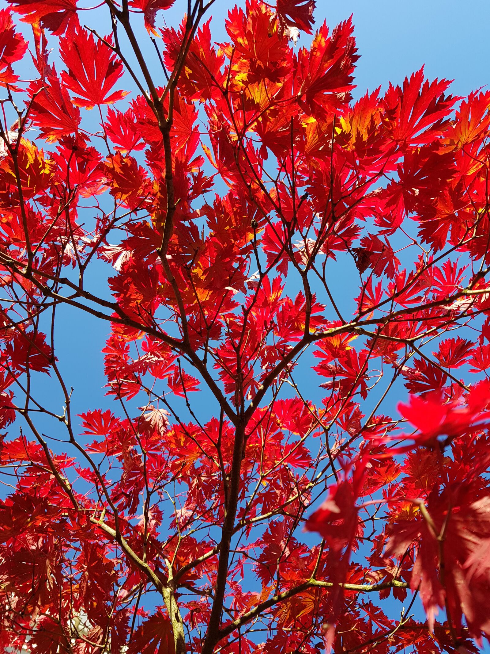 Samsung Galaxy S8 sample photo. Leaf, red, tree photography