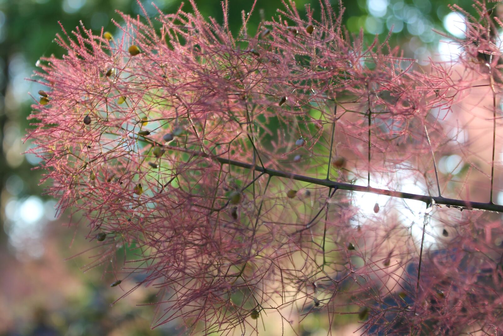 Canon EOS 1100D (EOS Rebel T3 / EOS Kiss X50) sample photo. Smoke plant, plant, flora photography