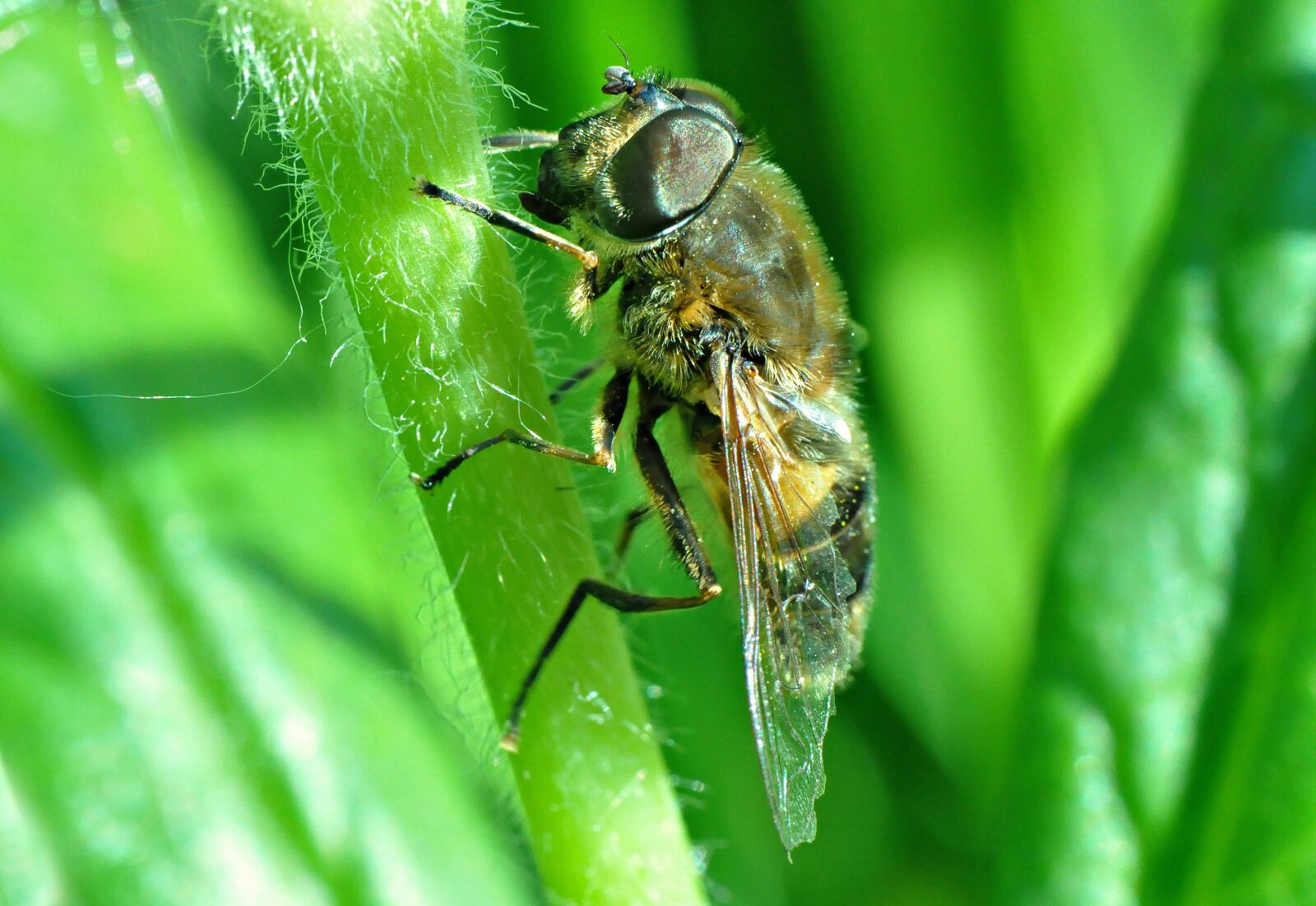 Nikon D90 sample photo. Fly, insect, eye photography
