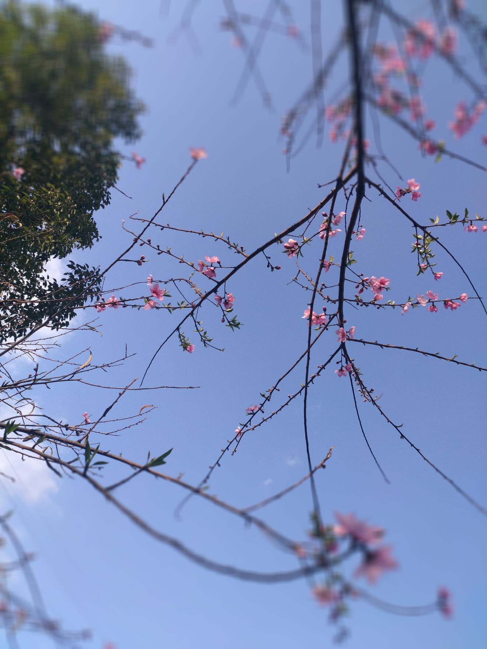 Xiaomi MI 5s Plus sample photo. Flower, branch, blue sky photography