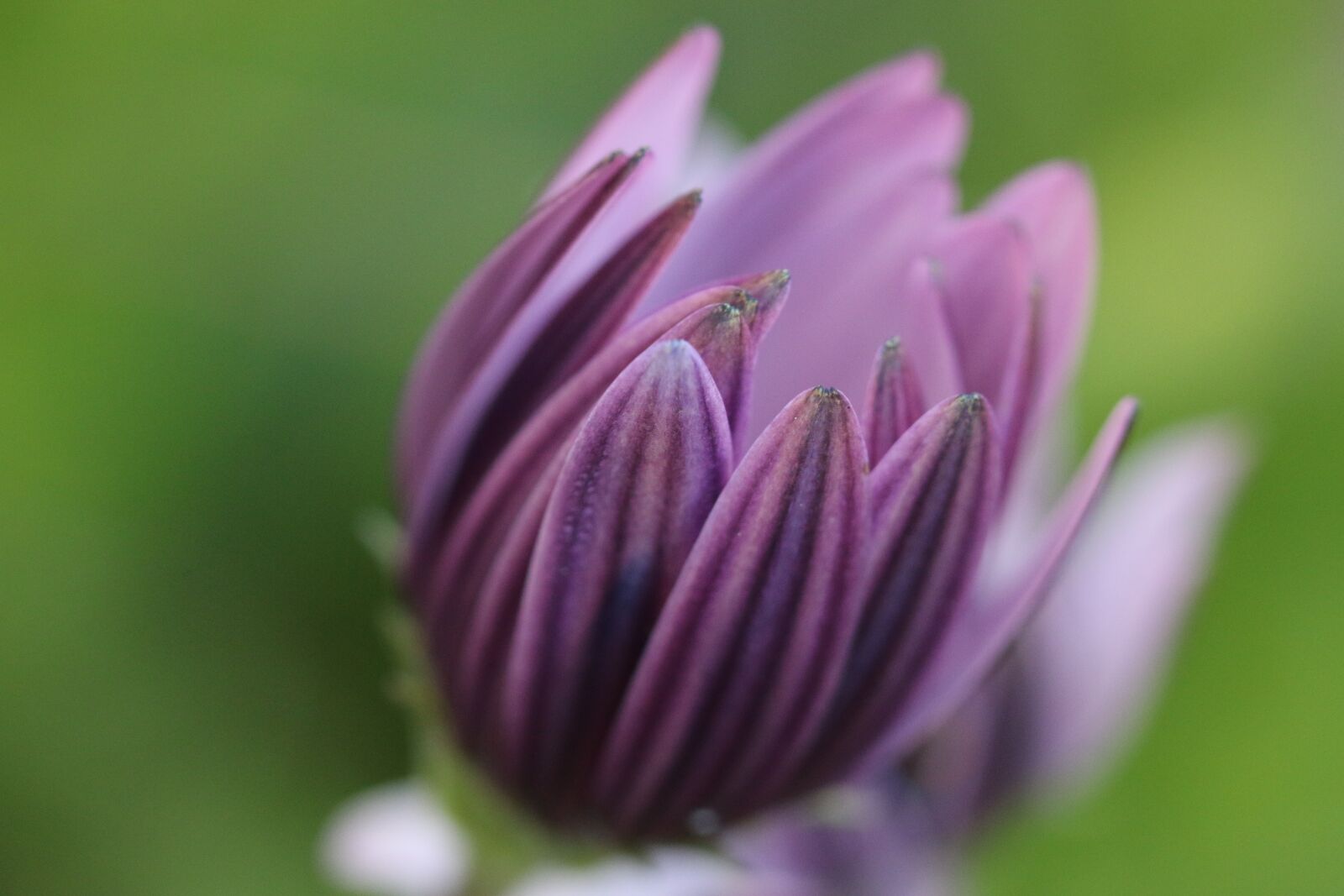Canon EOS 70D + Canon EF 100mm F2.8 Macro USM sample photo. Pink, purple, flower photography