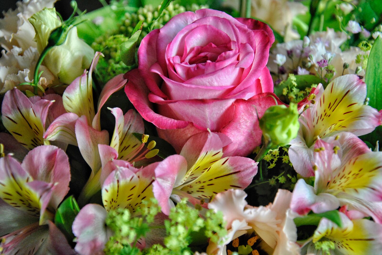 Nikon D3000 sample photo. Rose, garden, flower photography