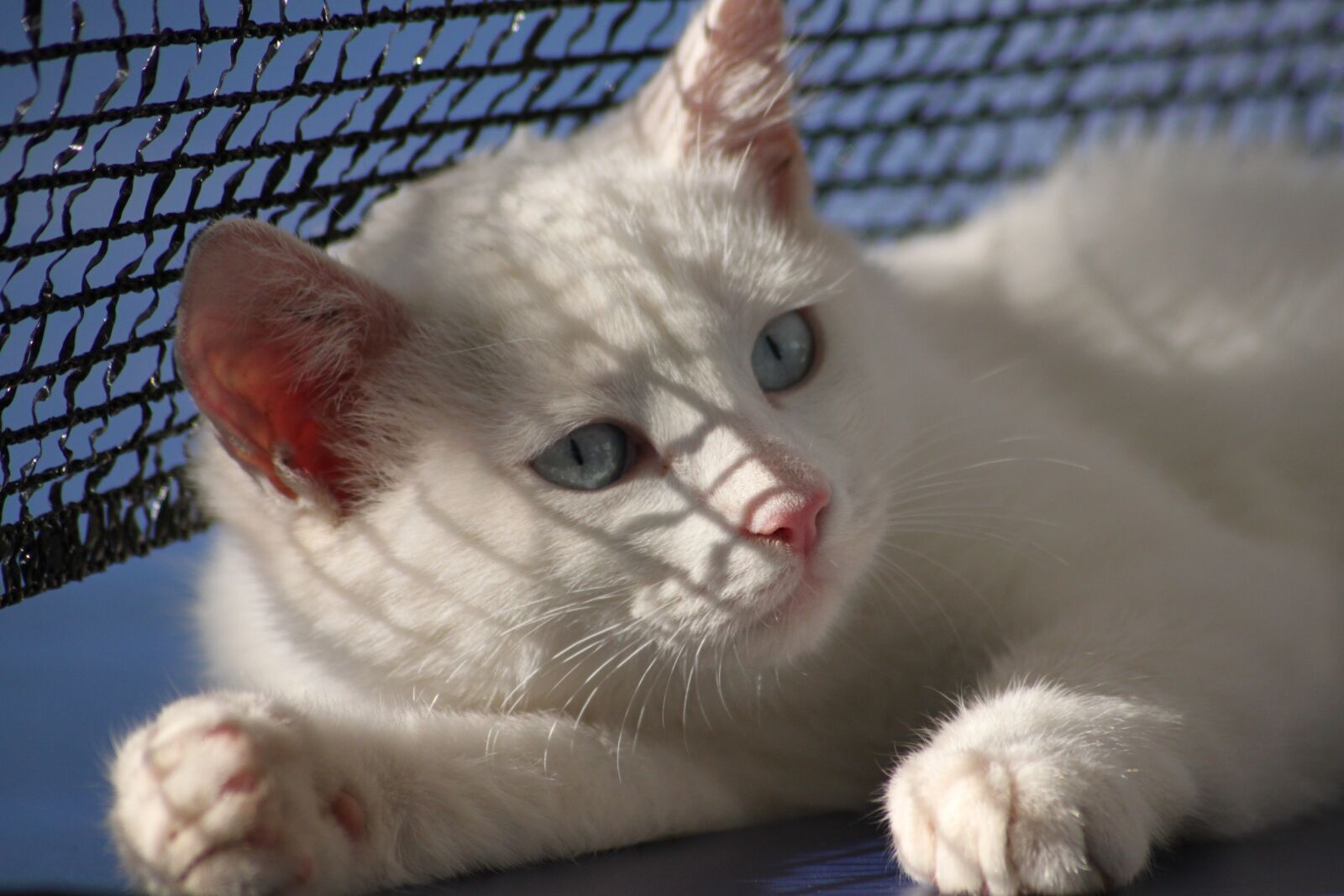 Canon EOS 500D (EOS Rebel T1i / EOS Kiss X3) sample photo. Cat, white, kitten photography