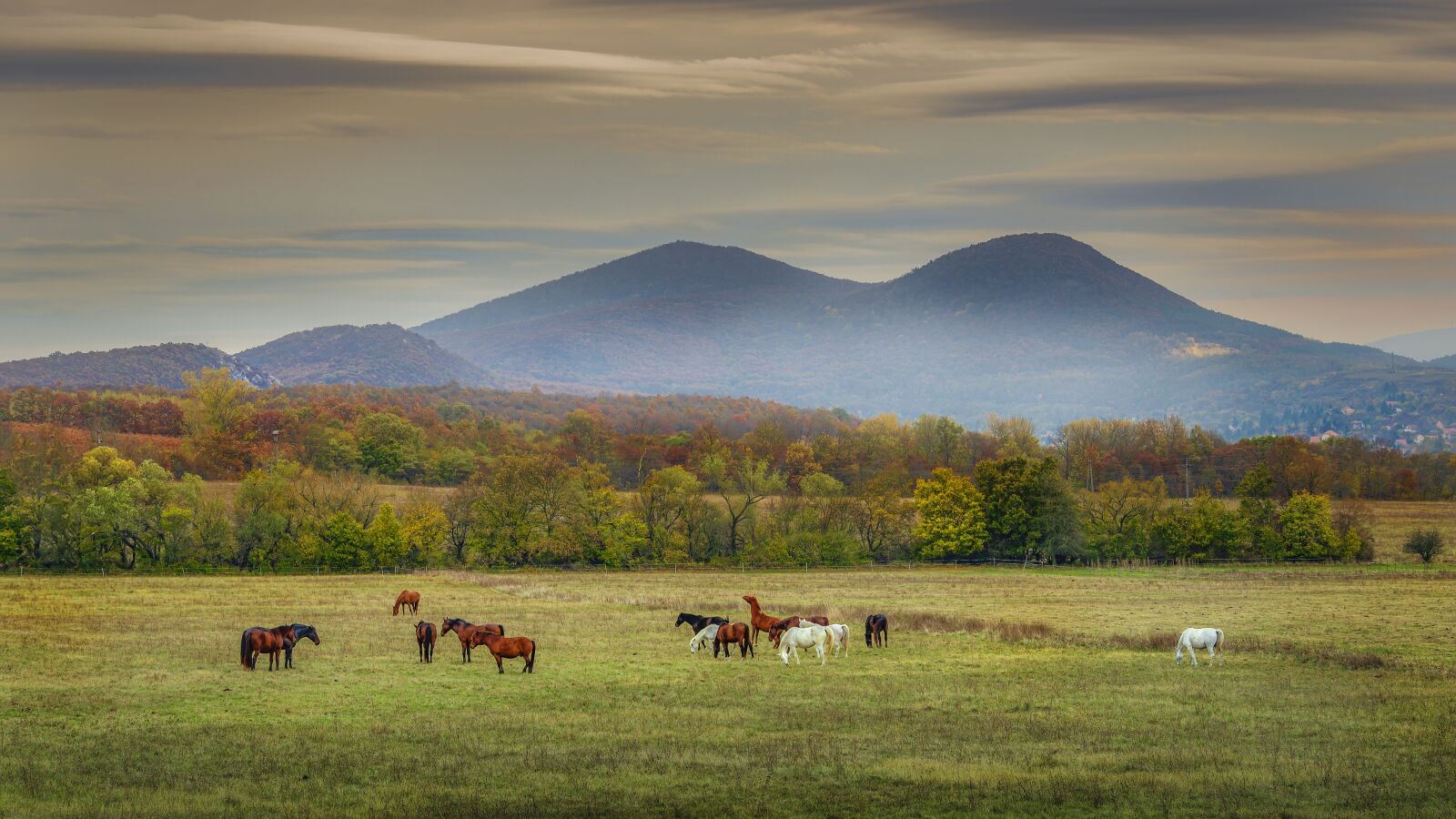 Nikon D610 sample photo. Horses, landscape, nature photography
