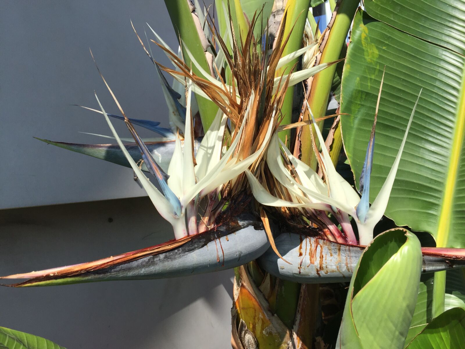 Apple iPhone 6 sample photo. Banana flower, palm, banana photography