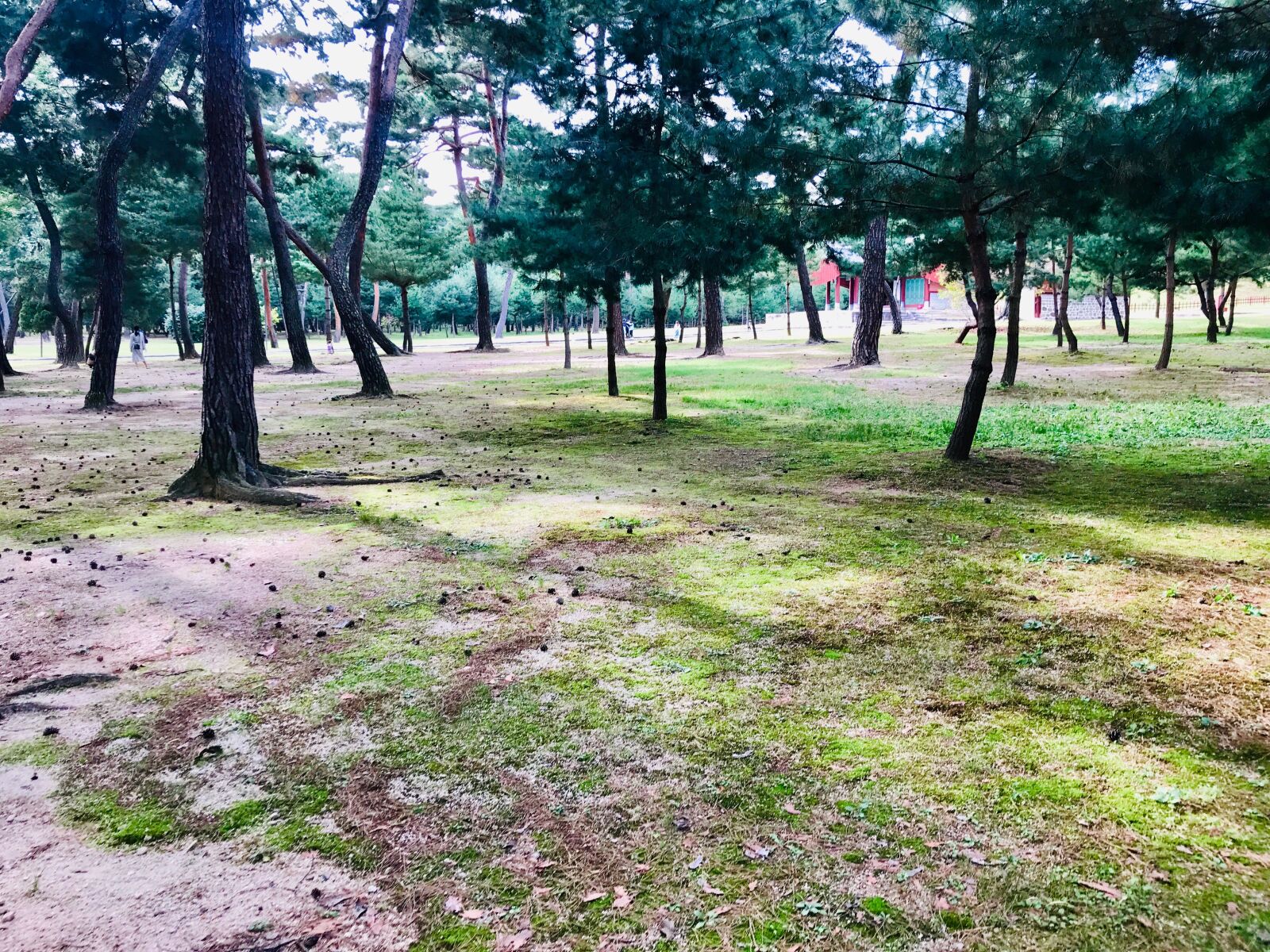 iPhone 7 back camera 3.99mm f/1.8 sample photo. 땅, 빛, 나무 photography