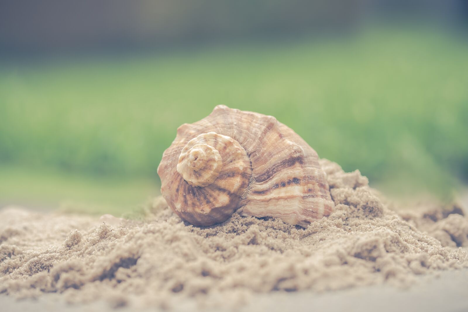 Sony ILCA-77M2 + 105mm F2.8 sample photo. Shell, nature, sand photography