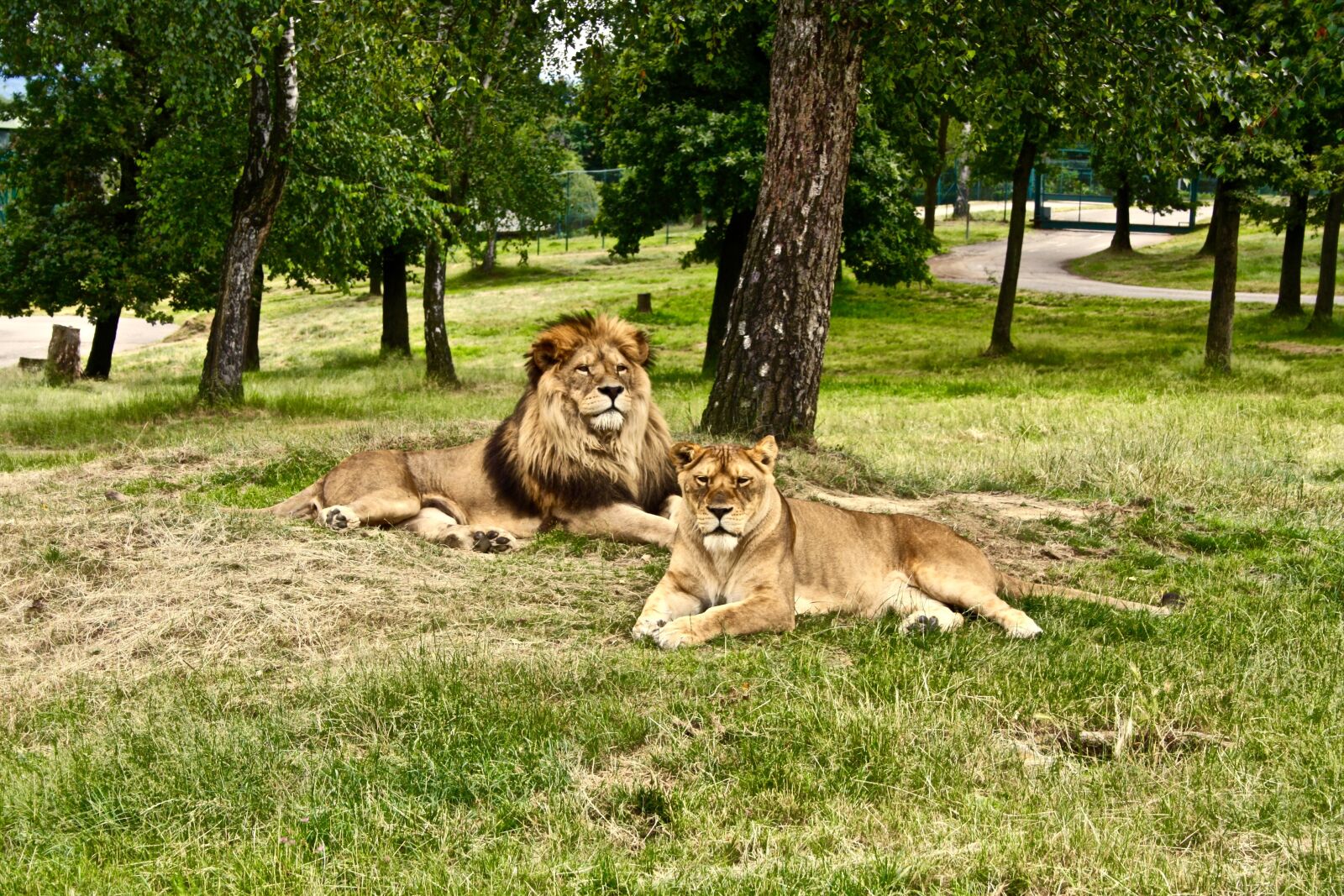Canon EOS 1000D (EOS Digital Rebel XS / EOS Kiss F) sample photo. Lion, lioness, africa photography