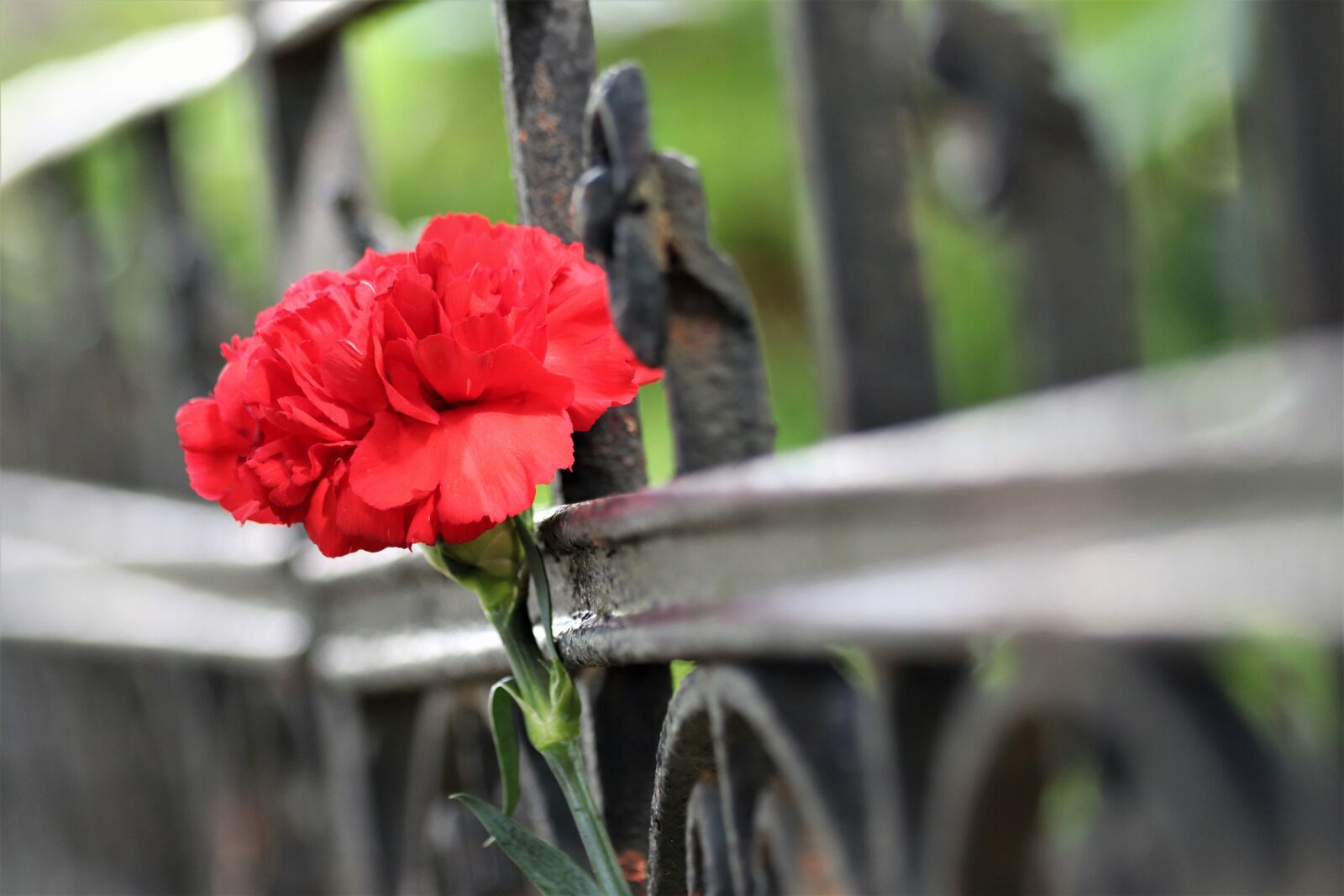 Canon EOS 200D (EOS Rebel SL2 / EOS Kiss X9) sample photo. Red carnation, iron fence photography