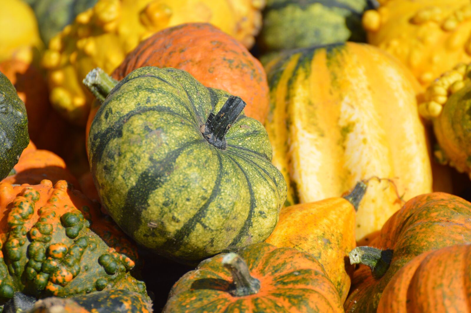 Nikon D3200 sample photo. Pumpkin, fruit, orange photography