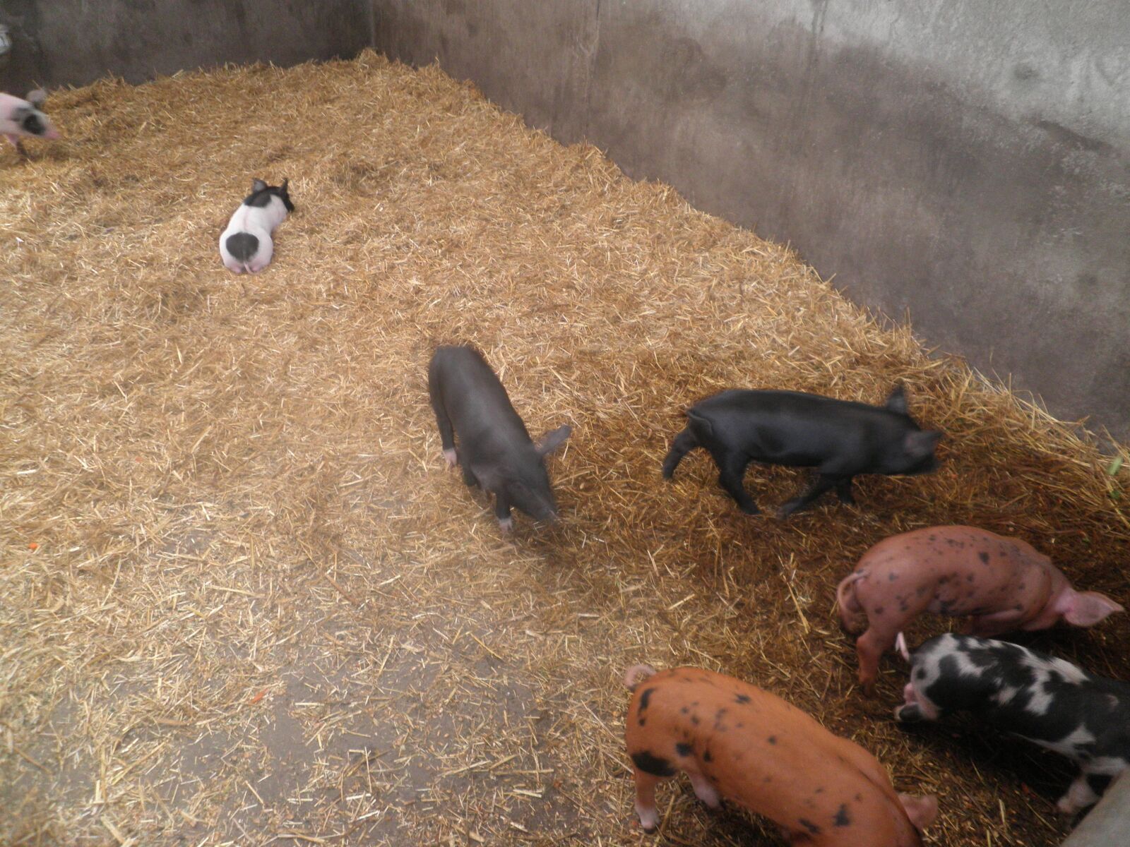 Olympus FE4030,X950 sample photo. Pigs, pig, piglet photography
