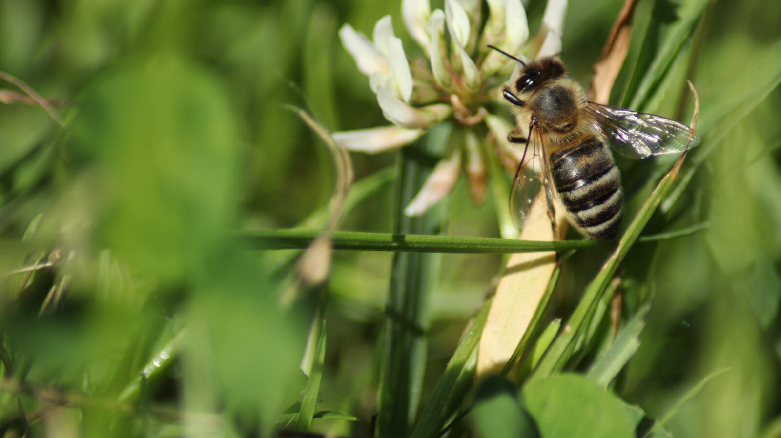 Canon EOS 80D sample photo. Bee, meadow, insect photography