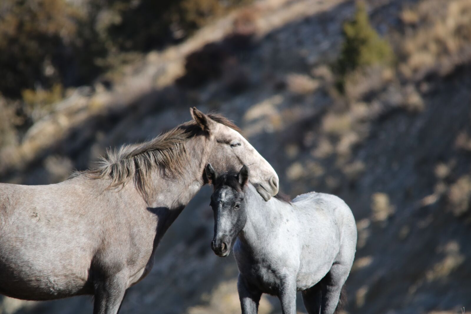 Canon EOS 750D (EOS Rebel T6i / EOS Kiss X8i) sample photo. Wild horses, mare, colt photography