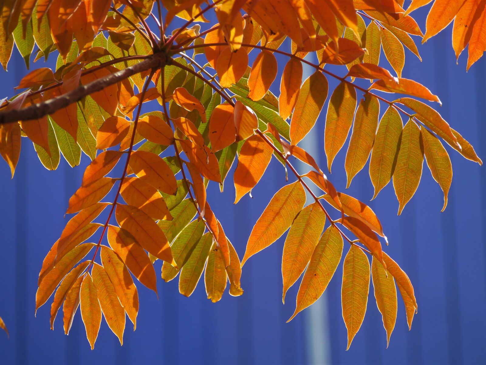 Panasonic Lumix DMC-GX1 sample photo. Yellow leaves, autumnal leaves photography