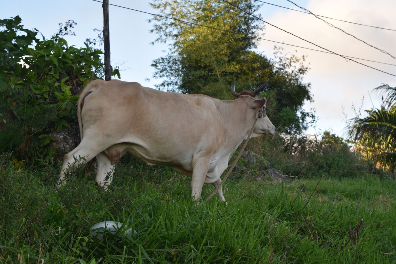 Nikon D3300 sample photo. Cow, brown cow, animal photography