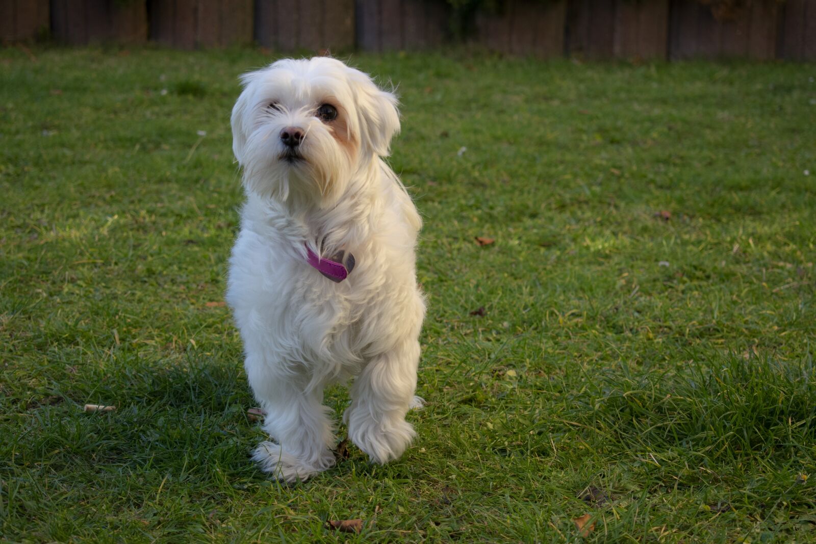 Nikon D3400 sample photo. Dog, grass, puppy photography