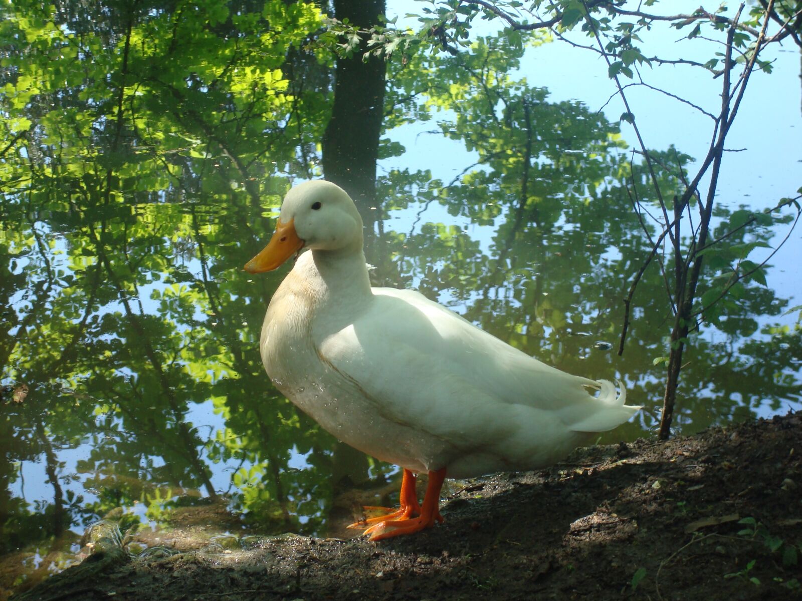 Sony DSC-W80 sample photo. Pond, waterfowl, summer photography