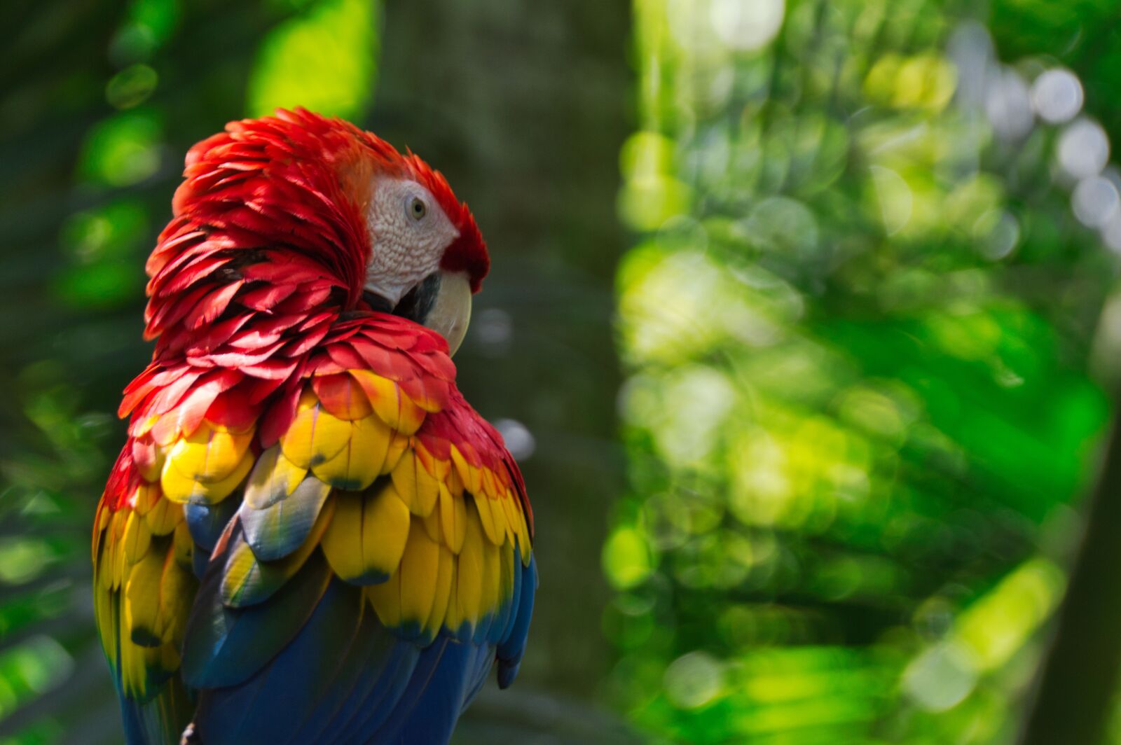 Nikon D3200 sample photo. Parrot, bird, costa rica photography
