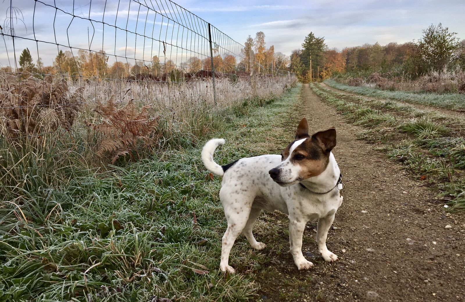 iPhone 6 back camera 4.15mm f/2.2 sample photo. Dog, mood, natural photography