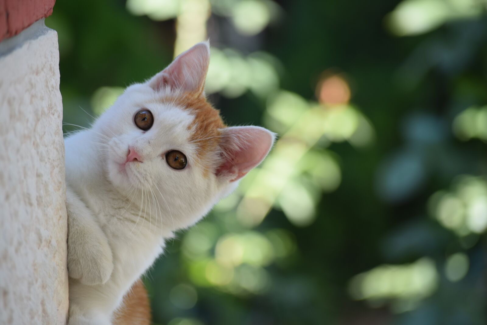 Nikon D3300 sample photo. Cat, animal, mammal photography