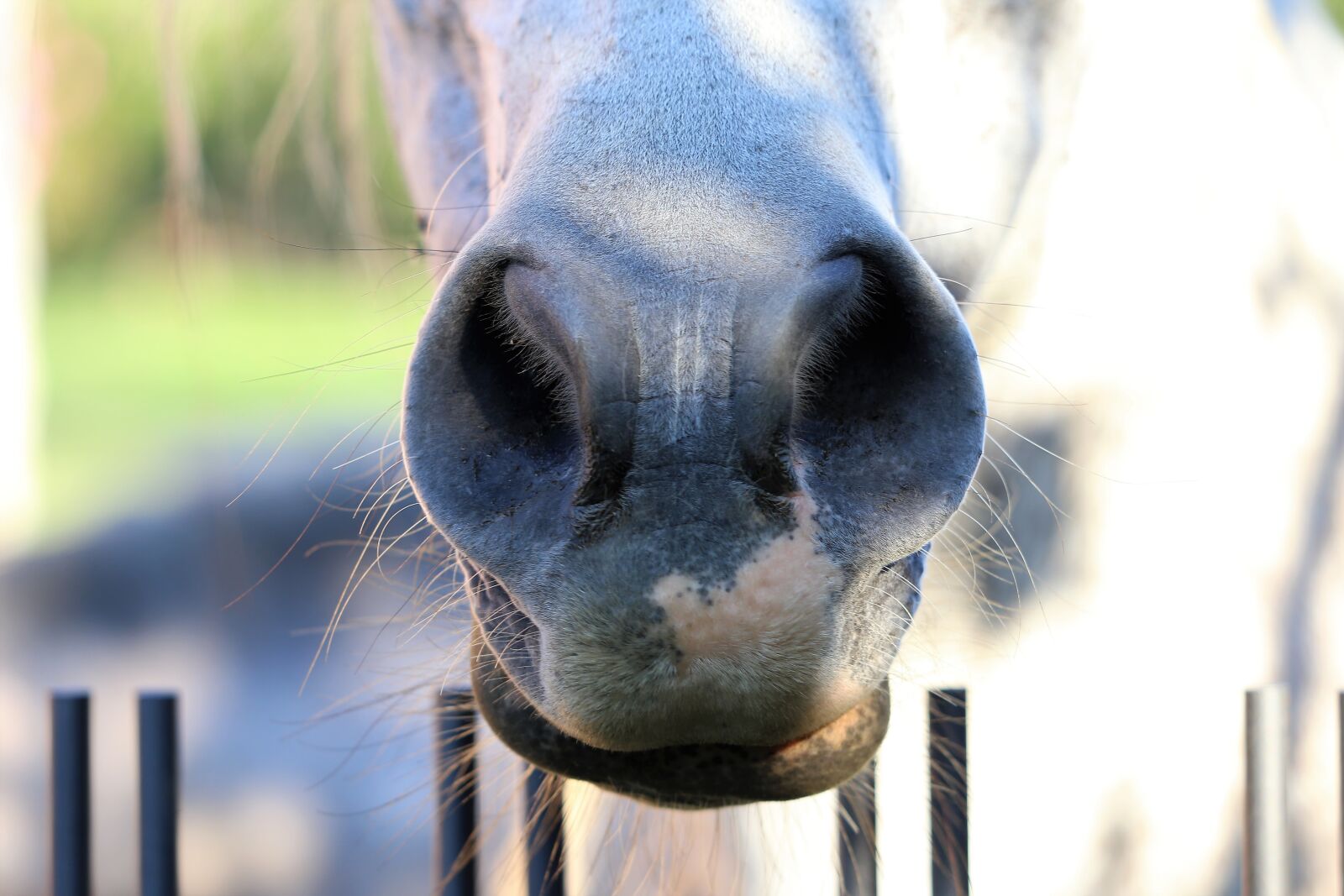 Canon EF 70-300 F4-5.6 IS II USM sample photo. Arabian horse, nose, farm photography