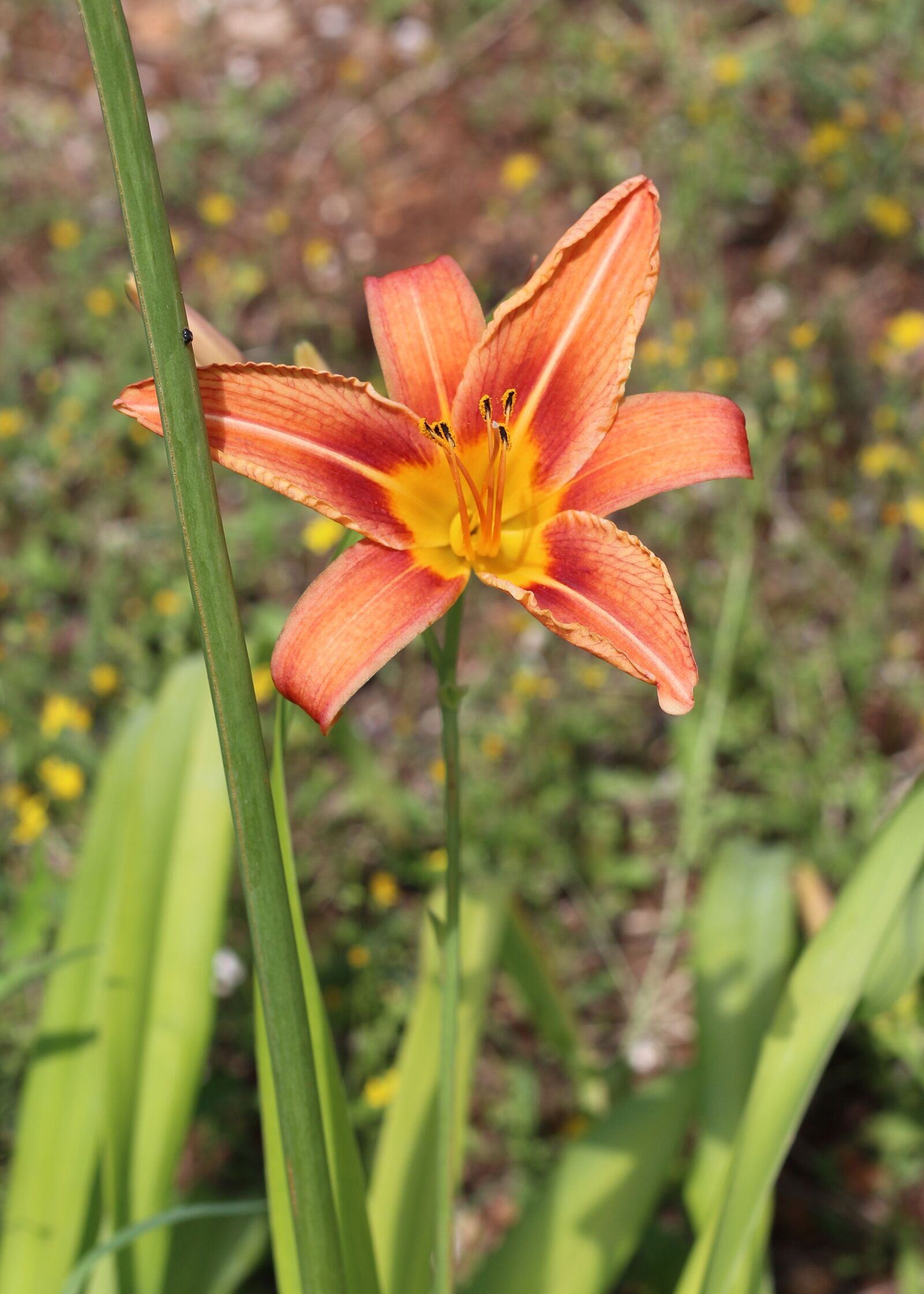Canon EOS 700D (EOS Rebel T5i / EOS Kiss X7i) sample photo. Orange lily, lilly, lily photography