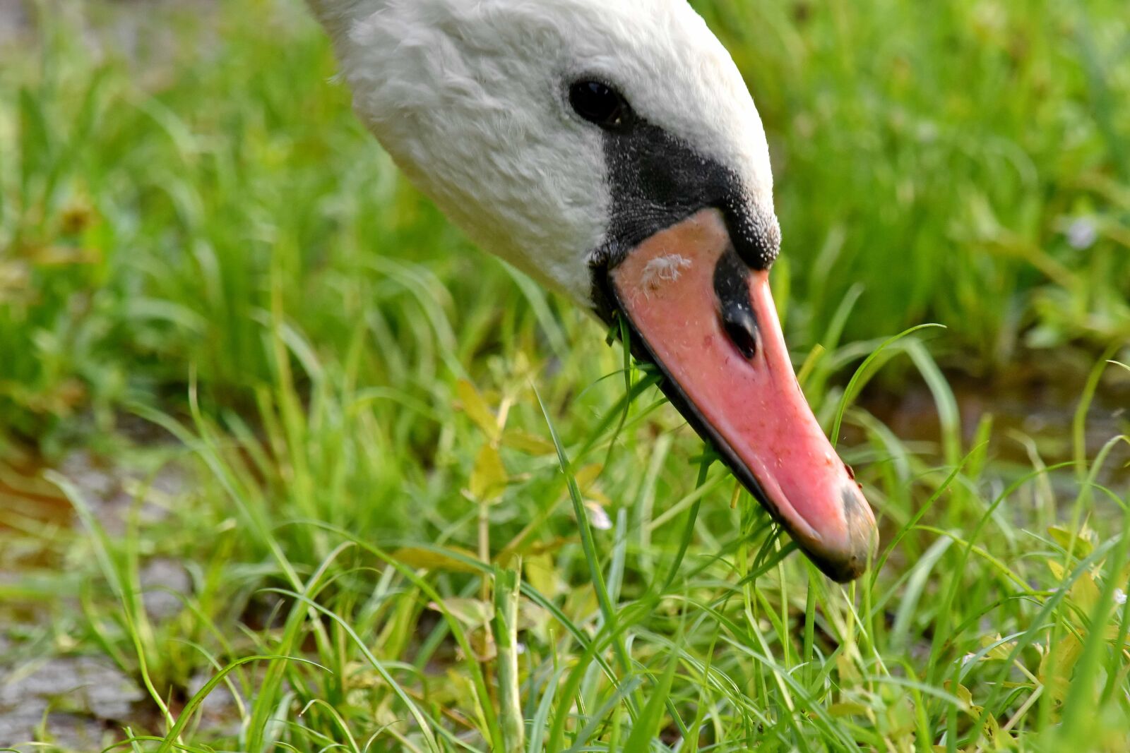 Nikon D5500 sample photo. Eating, grazing, head, swan photography