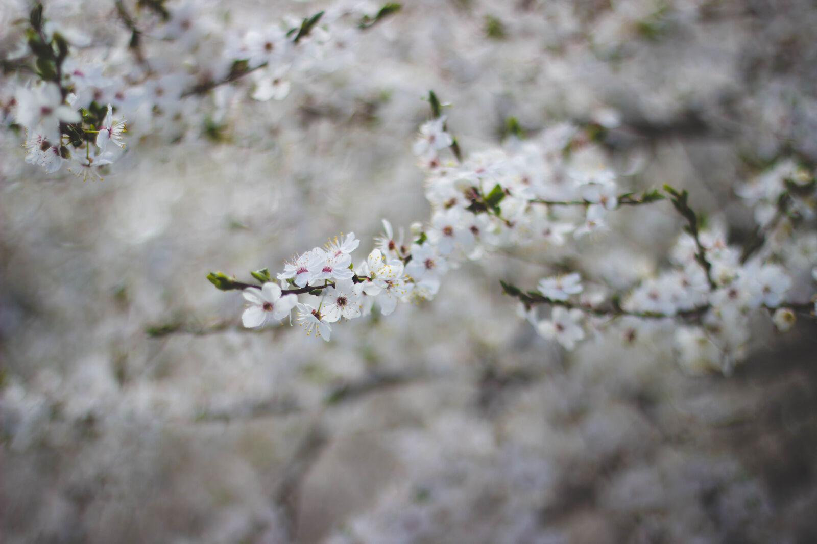 Canon EOS 600D (Rebel EOS T3i / EOS Kiss X5) + Canon EF 50mm F1.8 II sample photo. White, flowering, tree photography