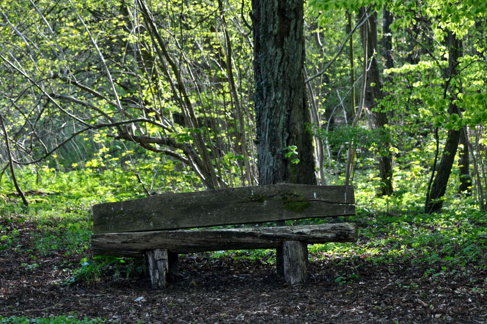 Nikon D300 sample photo. Bank, forest, nature photography
