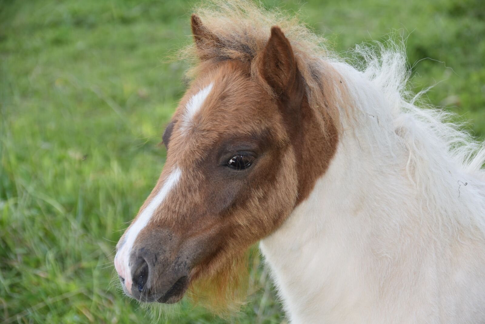 Nikon D5600 sample photo. Foal, shetland pony, small photography
