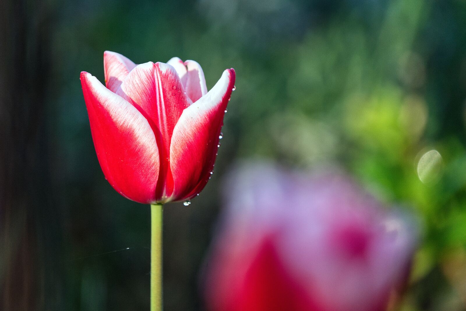 Sony a7 II sample photo. Tulip, flower, red photography