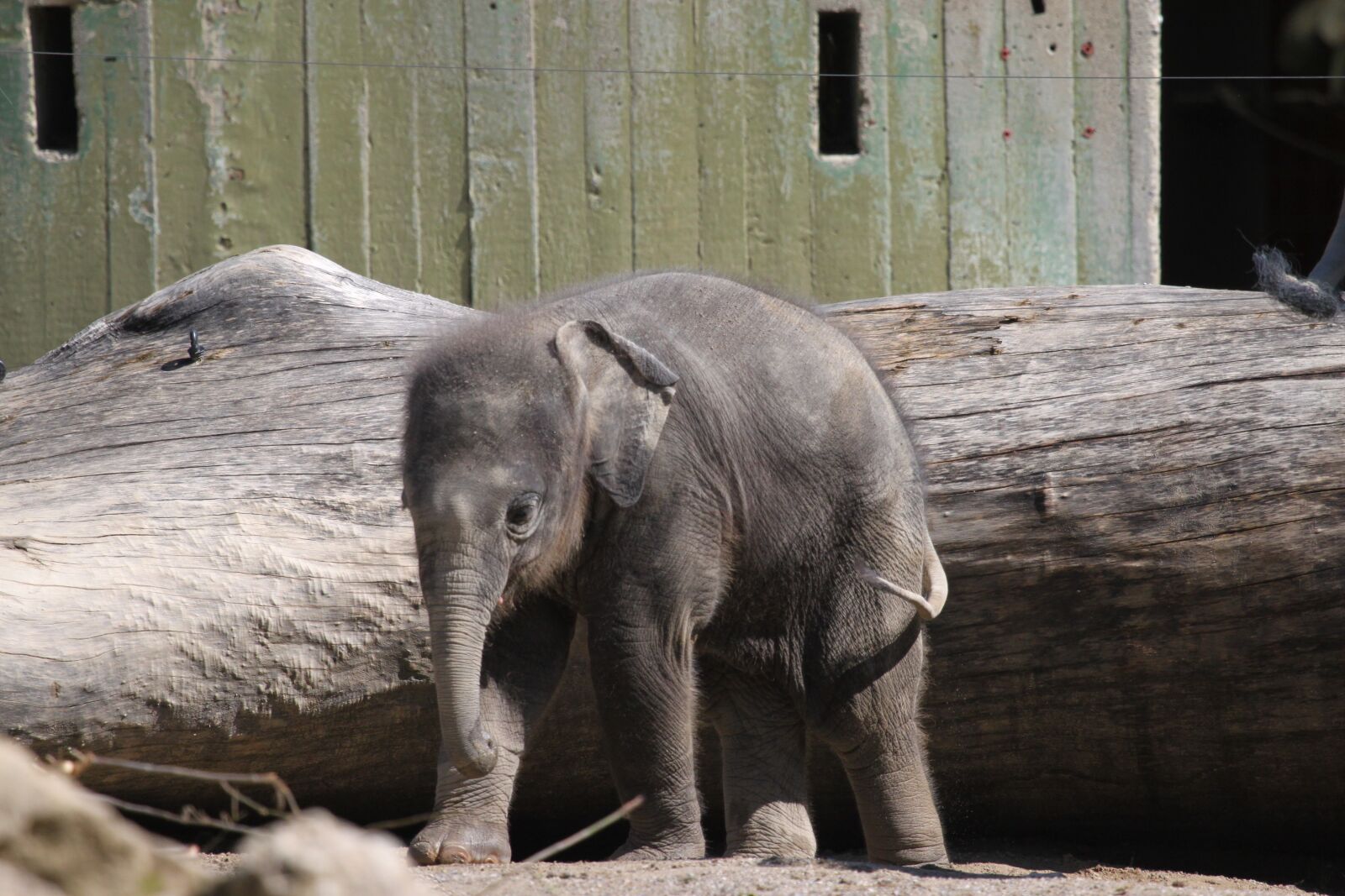 Canon EOS 500D (EOS Rebel T1i / EOS Kiss X3) sample photo. Elephant, young, baby elephant photography