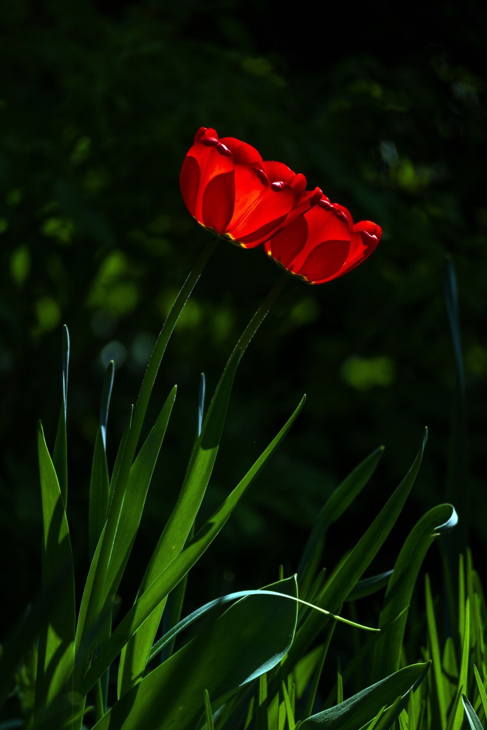 Canon EOS M3 sample photo. Nature, flower, plant photography