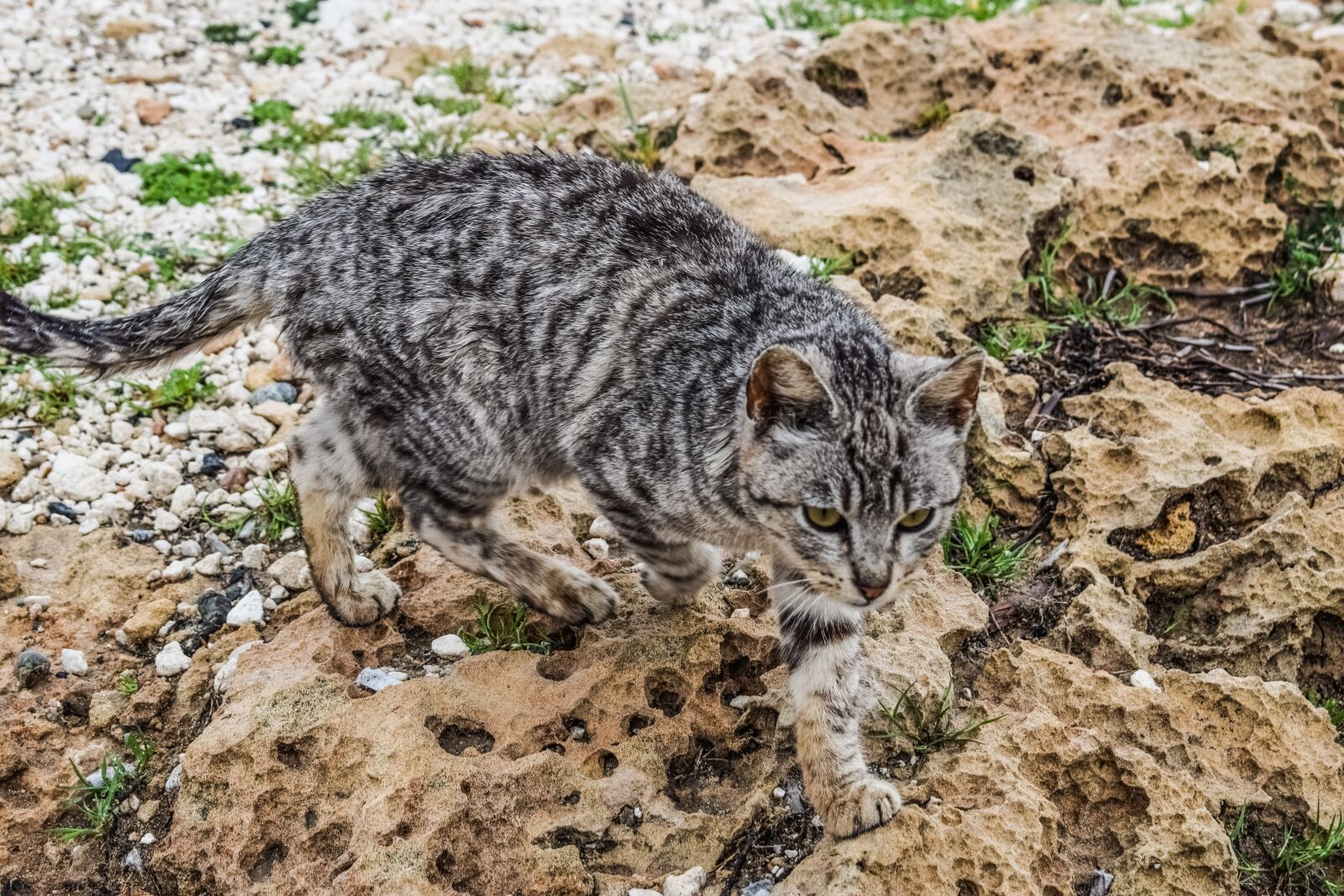 Nikon D3300 sample photo. Cat, feral, young photography