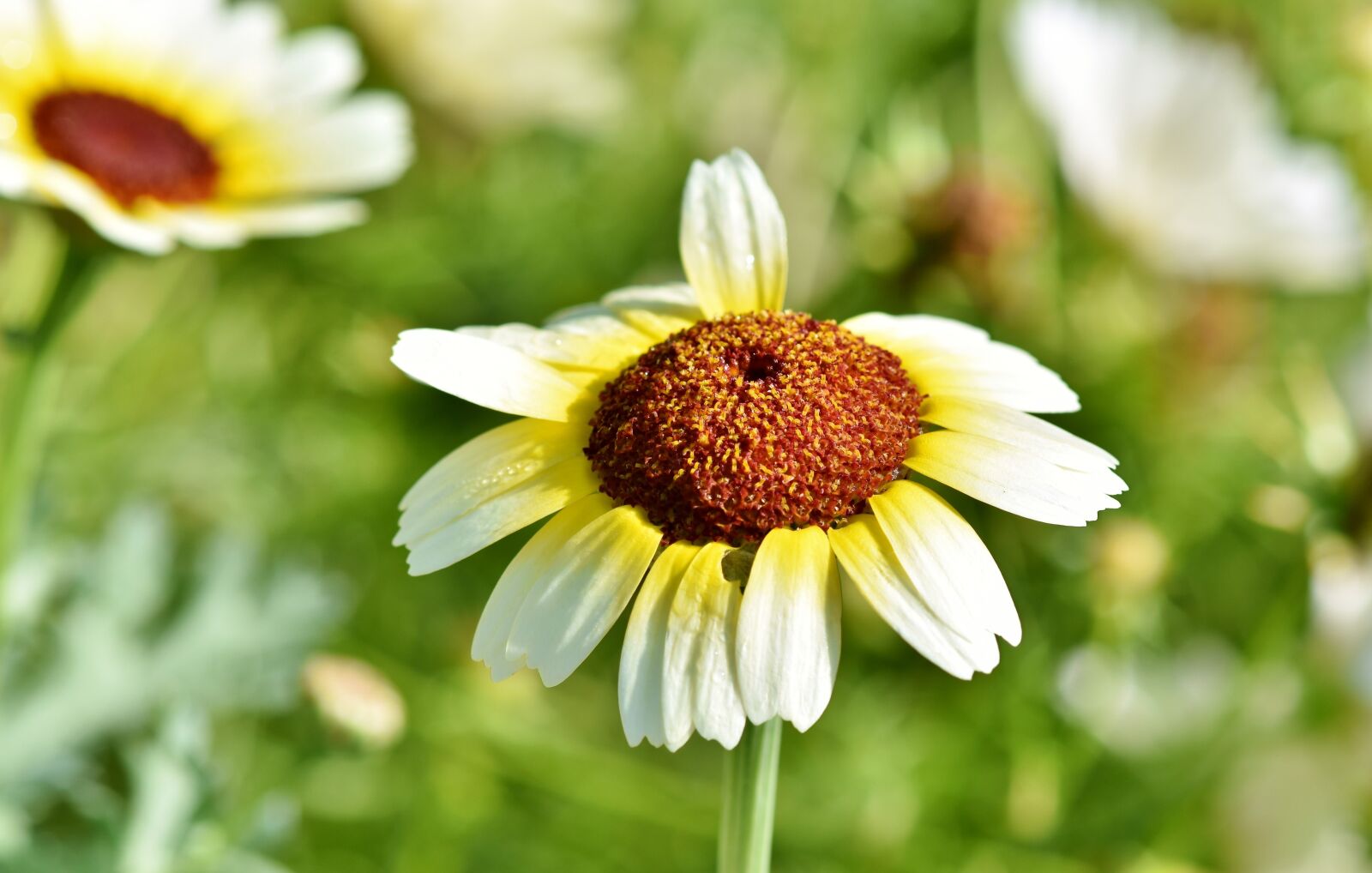 Nikon D7200 sample photo. Margarite, flower, blossom photography