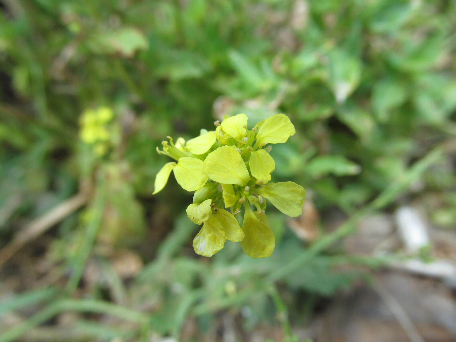 Canon PowerShot SX150 IS sample photo. Flower, macro, nature photography