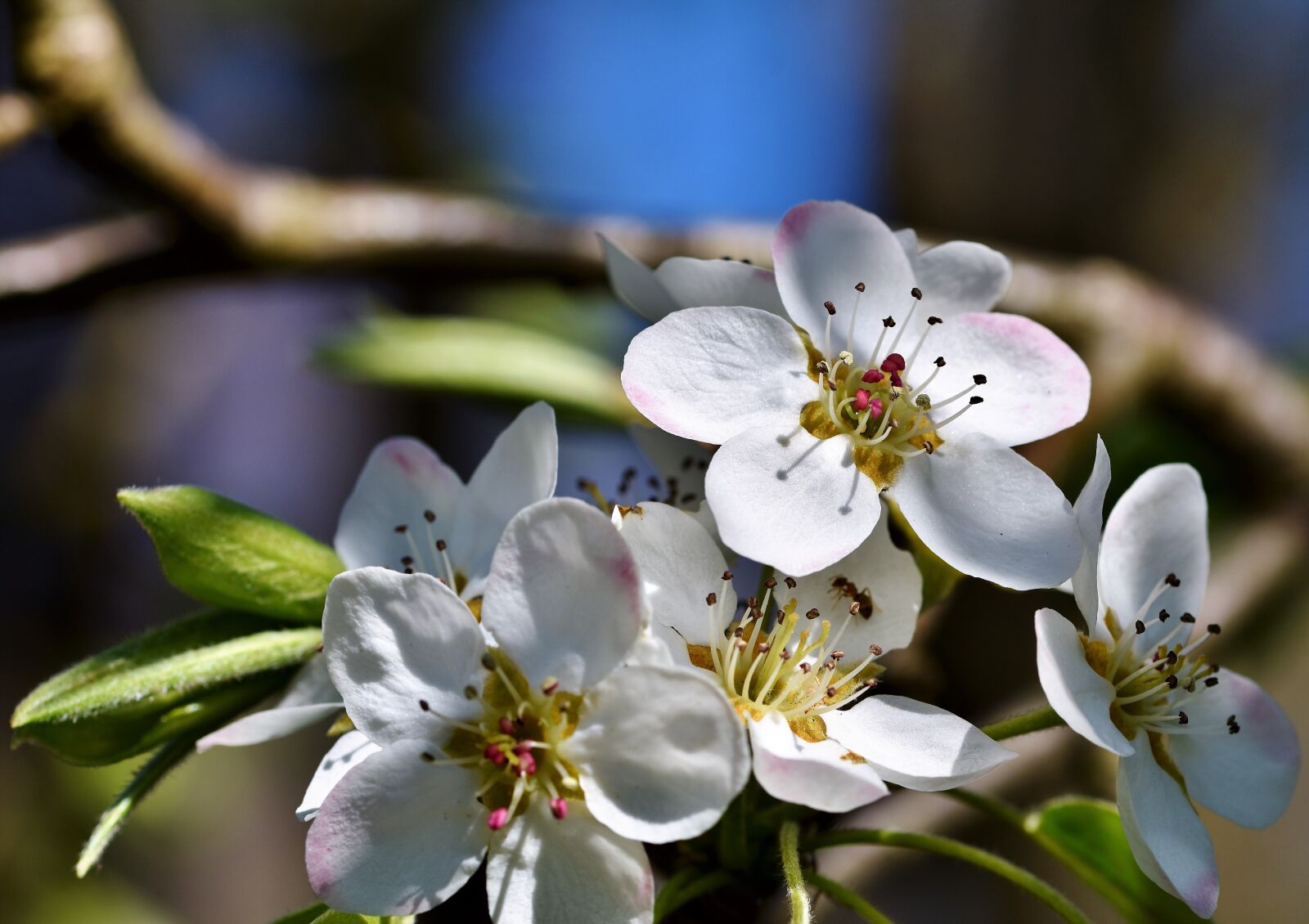 Nikon D7200 sample photo. Pear blossom, pear, blossom photography