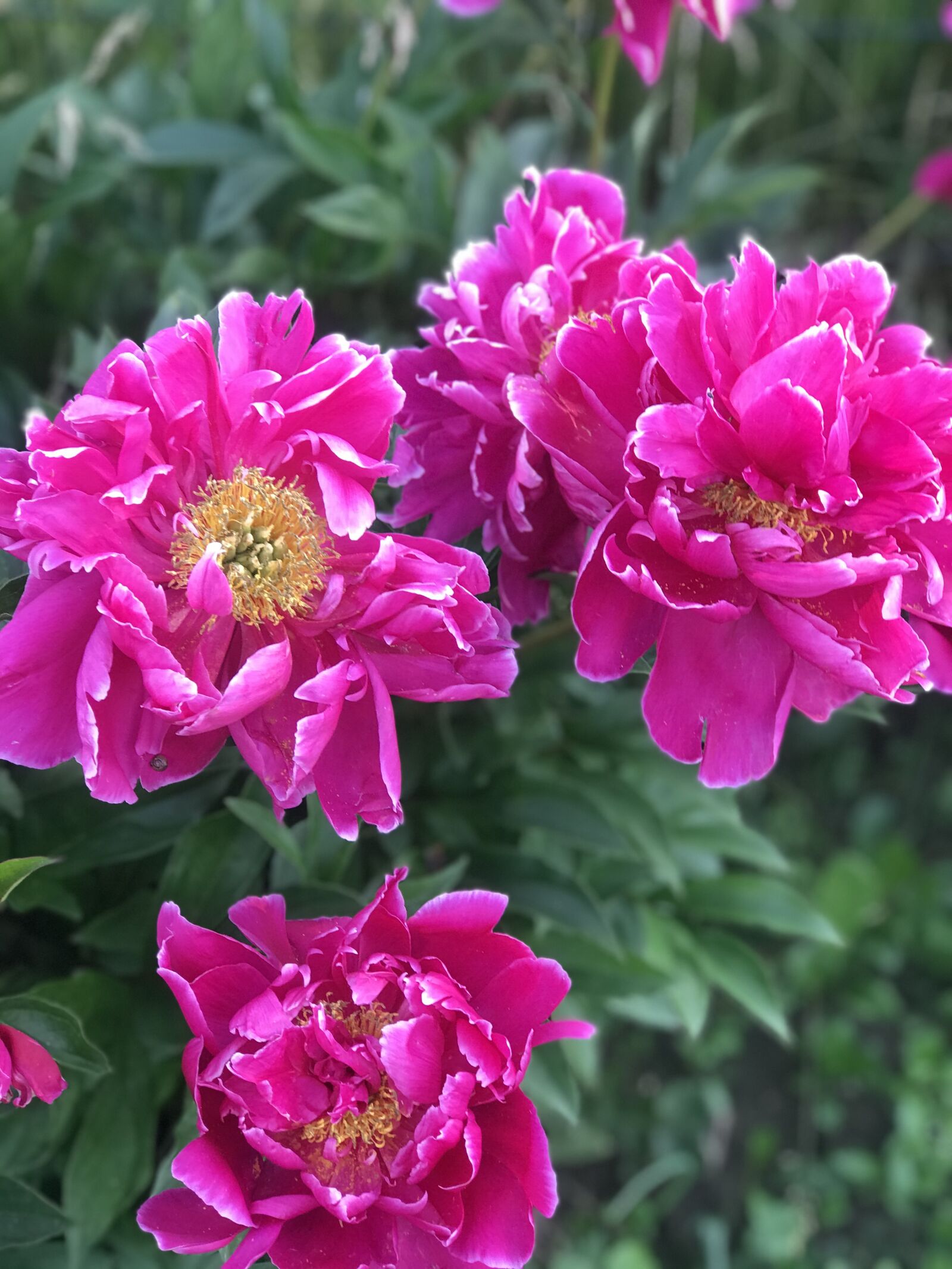 Apple iPhone 7 Plus sample photo. Peonies, flowers, summer photography
