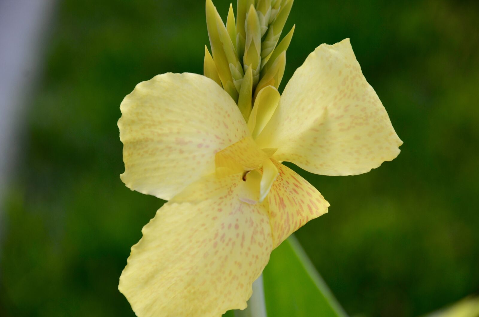 Nikon D7000 sample photo. Flower, summer, nature photography