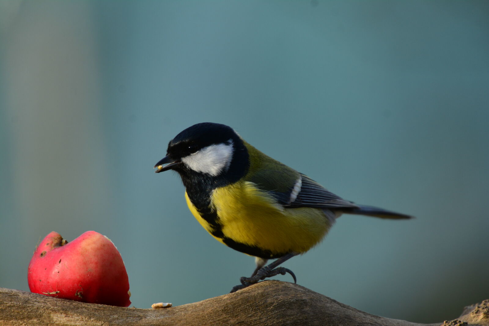Nikon D7100 sample photo