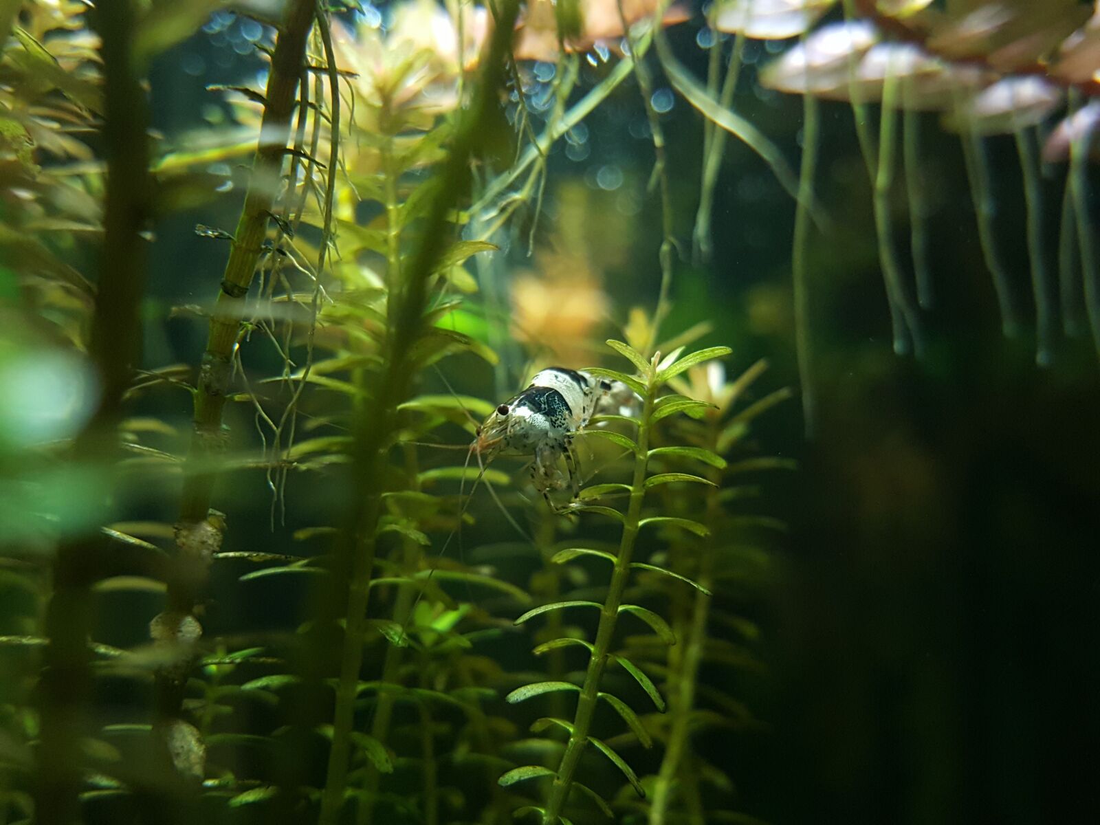 Samsung Galaxy S6 sample photo. Aquarium, underwater world, shrimp photography