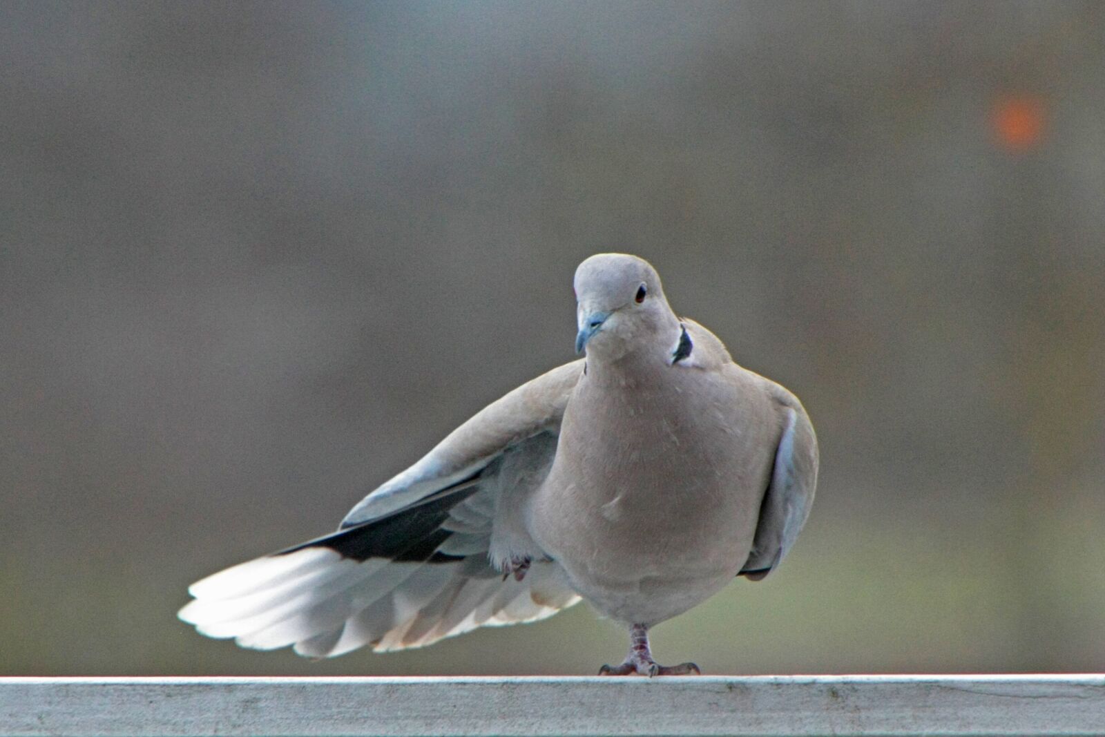 Canon EOS 450D (EOS Rebel XSi / EOS Kiss X2) sample photo. Dove, winter, care photography